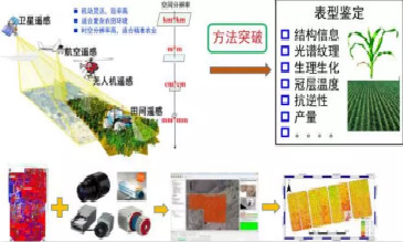 无人机遥感作物育种